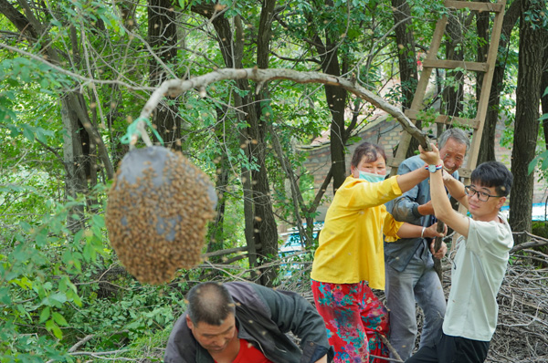 04大学生们帮助村民抓捕“出逃”蜂群.jpg